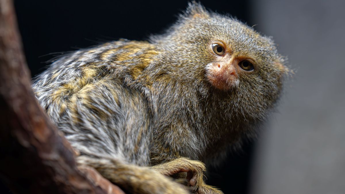 V olomoucké zoo se narodila dvojčata nejmenší opice na světě